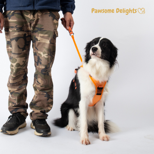 Pawsome Delights™ 2-in-1 dog harness
