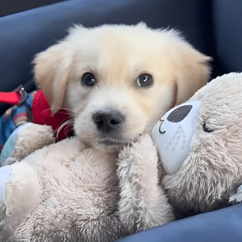 Pawsome Delights Calming Otter